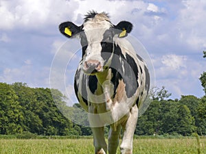 Ruminating chewing cow, black and white, Holstein, stands in a green pasture, blue cloudy sky