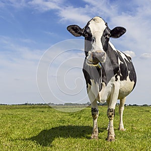 Ruminating cow in a field, front view full length, showing teeth looking at camera