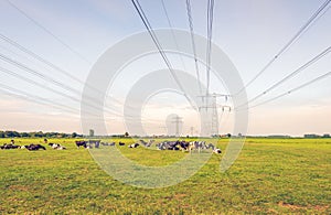Ruminating cows in a meadow under high voltage lines