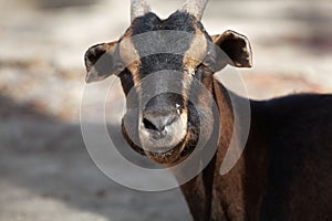 Ruminating goat with thick cheeks
