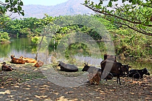 Ruminating Herd of Cattle