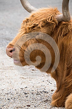 Ruminating Highland Cow on Phillip Island, Victoria, Australia