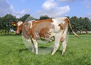 Ruminating red pied cow with full udder standing in a meadow with trees at the background