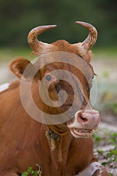 Rumination cow