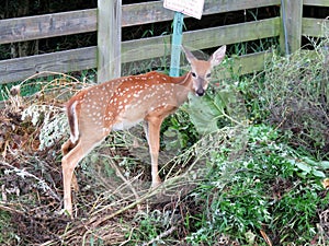 Rummaging Through the Compost Pile