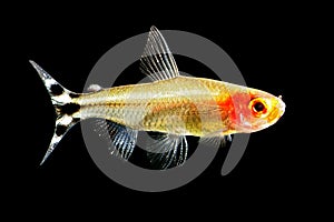 Rummy-nose tetra