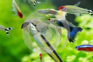 Rummy nose tetra and Guppy fish in aquarium