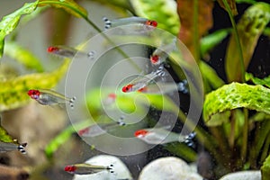 Rummy nose tetra Hemigrammus bleheri in fishtank