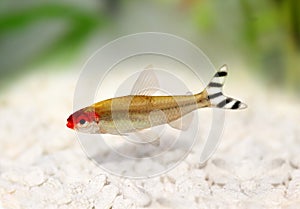 Rummy-nose Tetra Hemigrammus rhodostomus bleheri photo