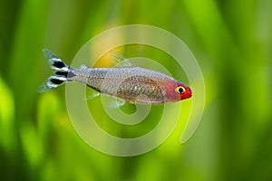 Rummy-nose tetra (Hemigrammus rhodostomus) on a fish tank photo