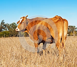 Rump end of brown cow with blue sky