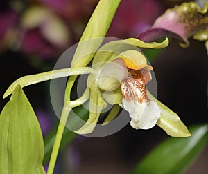 Rumphius' Coelogyne Orchid