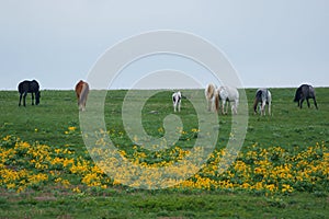 Rumps, Tails and Wildflowers