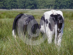 The rumps of two grazing cows viewed from behind standing in high grass and numbers on their buttocks.