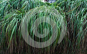 Rumput gajah Pennisetum purpureum photo