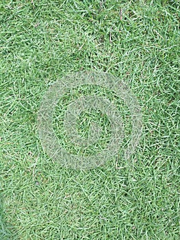 Rumput jepang hijau photo