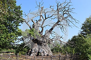 Rumskulla Oak Tree Sweden, 2022