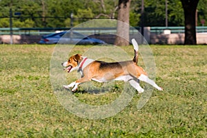 Run Beagle Run!