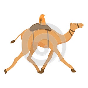 Run camel festival icon cartoon vector. Sport running