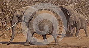 Run elephants run