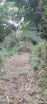 The jungle in indonesia