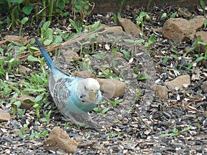 Runaway Budgie or Common Parakeet 2