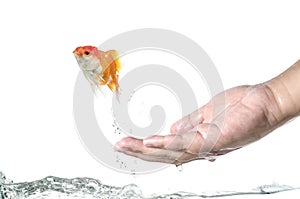 Runaway goldfish a goldfish jumping out of hand