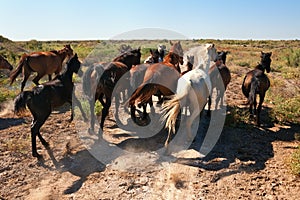 Runaway horses