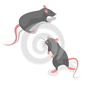 Runaway mouse, rear view close-up. Gray rodent isometric style.