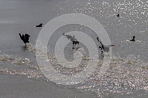 Runaway waterfowl  birds and drops of water on the seashore