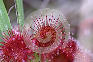 Round-leaved sundew - tentacles with their sticky secretion photo
