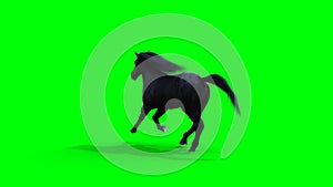 Runing black horse. Green screen isolate. 3d rendering.