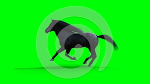 Runing black horse. Green screen realistic animation.