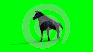 Runing black horse. Green screen realistic animation.