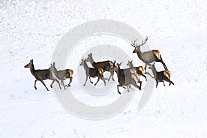 Runing deer and hinds of red deer in snow