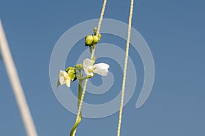 Runner Bean Flowers and buds growing up corded strings in the sunshine