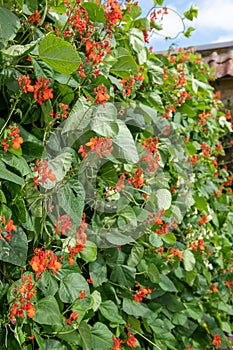 Runner bean phaseolus coccineus plant