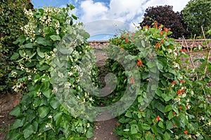 Runner bean phaseolus coccineus plants