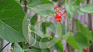 Runner bean plant with flowers and growing pods