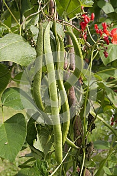 Runner beans