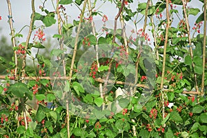 Runner beans in flower.