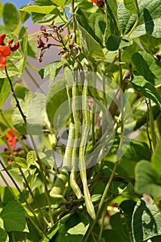 Runner beans in garden