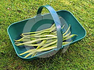 Runner beans in a plastic garden trug on a grass lawn