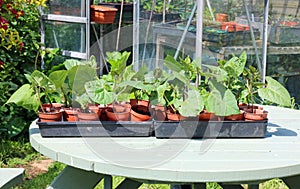 Runner or pole bean plants i pots and ready to plant out in to the garden.