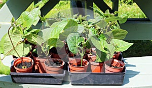 Runner or pole beans in pots ready to be planted out.