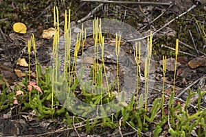 Corredores de ciervo la esquina flotar fértil Picos mástil 