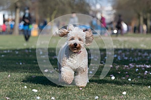 Running across the park, a Miniature Poodles fur bounces with each step photo