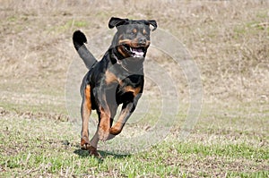 Running active black and brown dog breed rotweiler