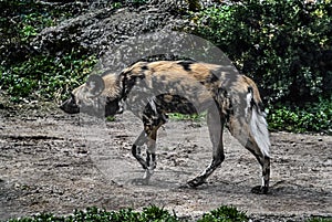 Running african hunting dog 4