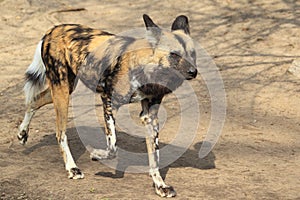 Running african wild dog